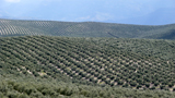Olivenplantagen